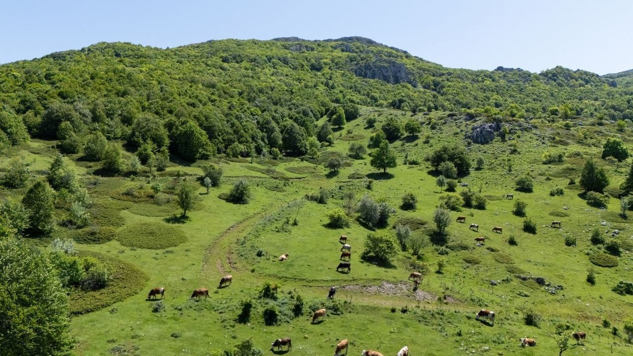 Yozgat Aydıncık Şebek Geçidi yeşilin tonlarıyla gö