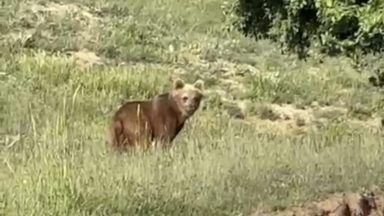 Yozgat'ta ayılar köyü mesken tuttu