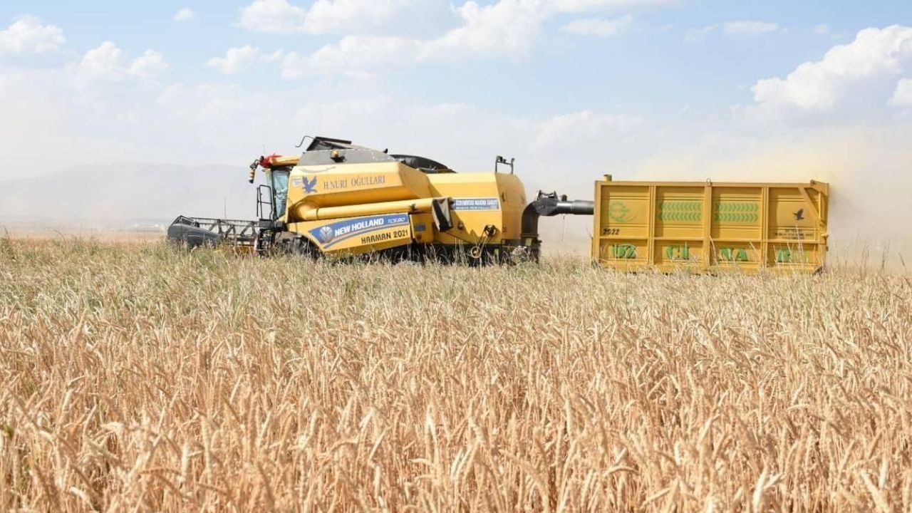 Saman fiyatlarında tarihi gerileme: Yüzde 50 kayıp