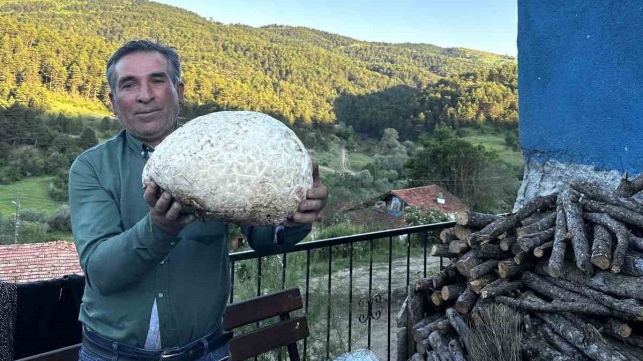 Vatandaşın bulduğu 5 kiloluk mantar şaşırttı