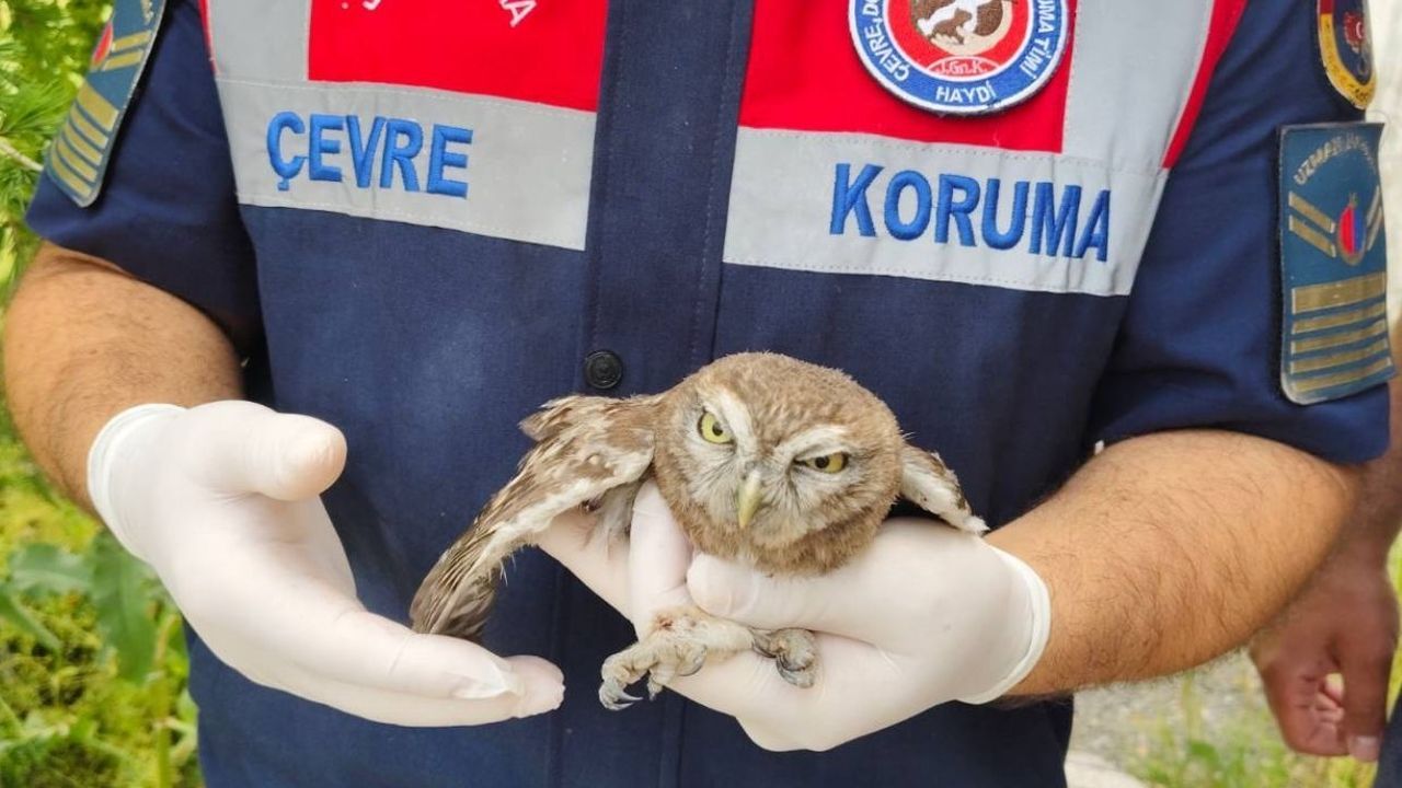 Yozgat’ta yaralı baykuş koruma altına alındı