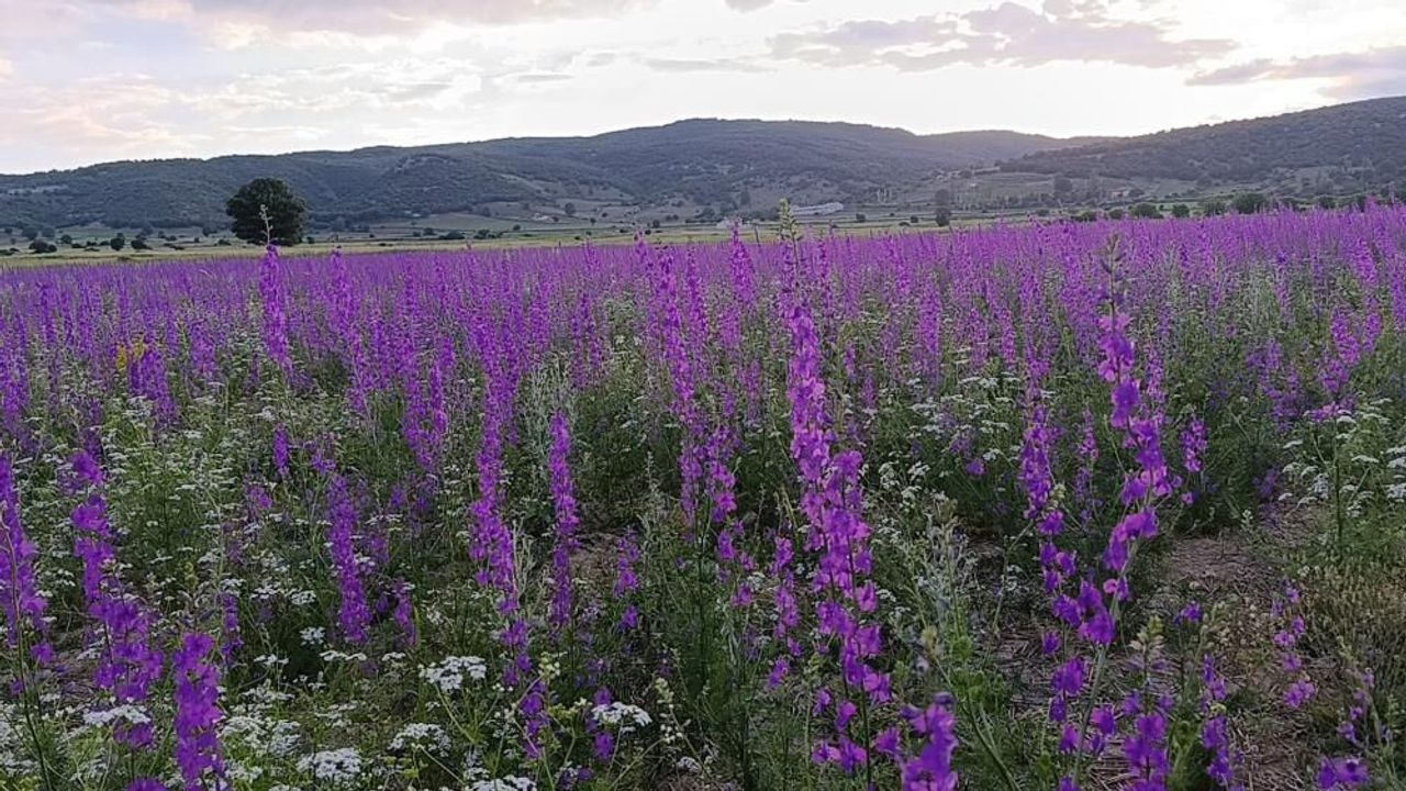 Yozgat'ta çiçekler resim tablosunu andırdı