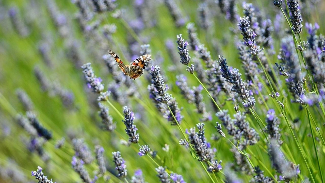 Yozgat Çekerek Lavanta Adası turizme açıldı