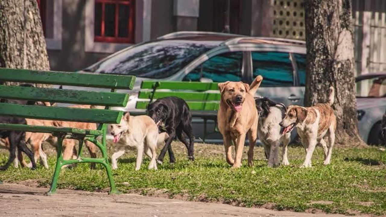 Yozgat'ta sıcaklar sokak hayvanlarını zorluyor
