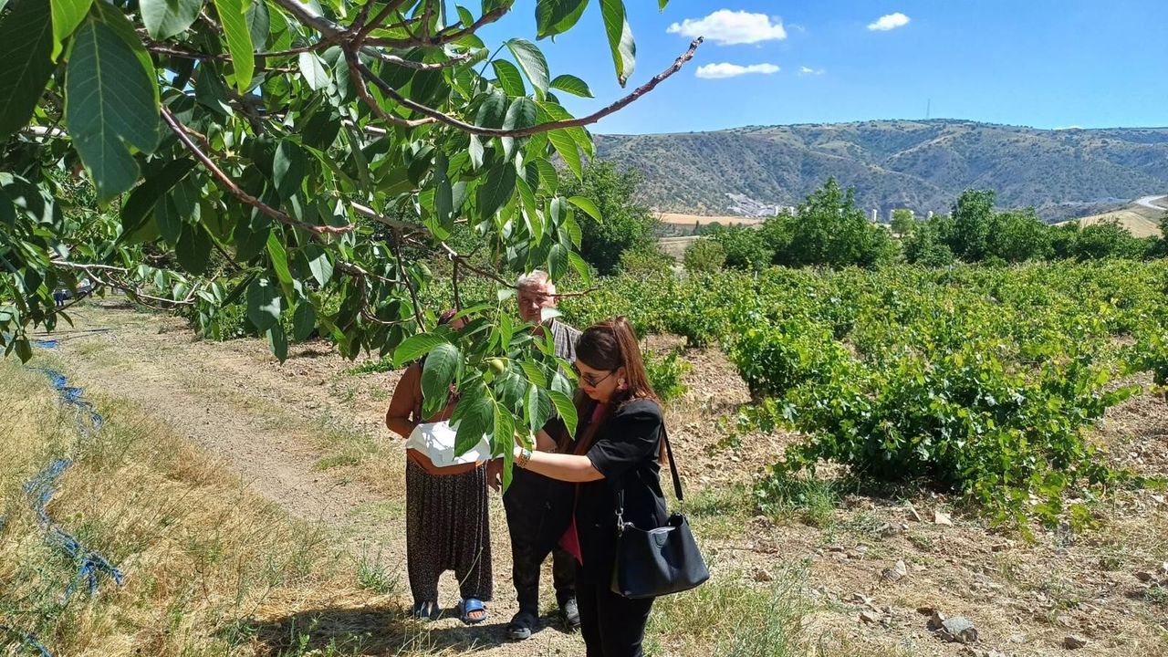 Yozgat'ta Feromon Tuzak uygulaması