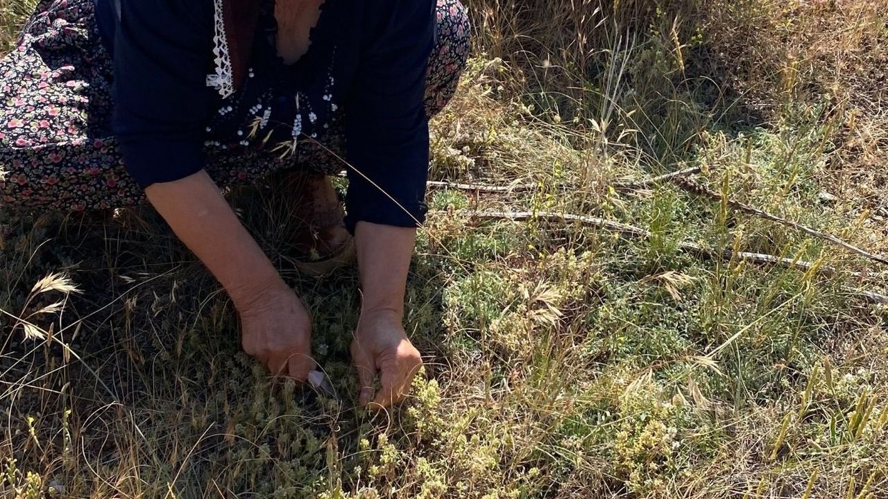 Çayıralan'da dağ kekiği hasadı başladı