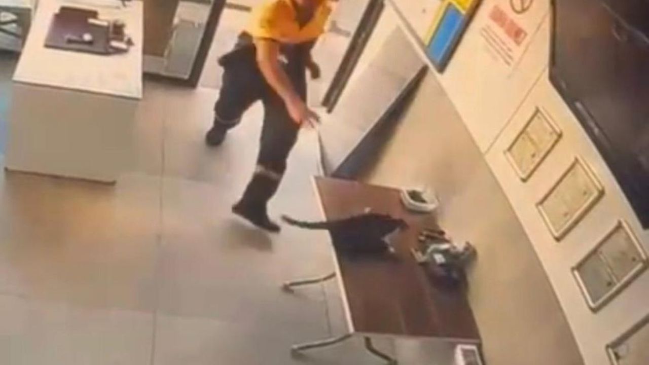 Kedinin pençesindeki kargayı görevli kurtardı