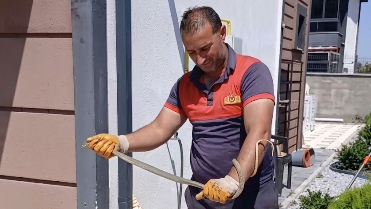 Yozgat’ta korkutan yılan vakası!