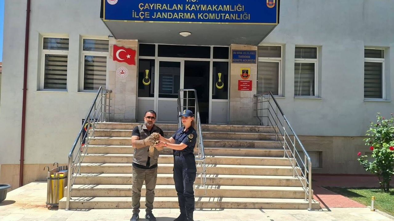 Yozgat’ta yaralı şahin jandarma ekiplerince kurtarıldı