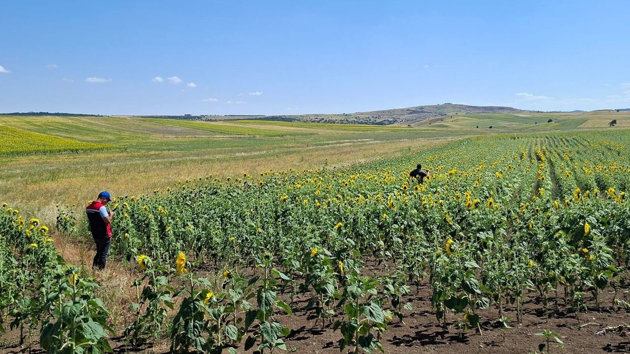 Yozgat'ta sarı çiçeklere denetim