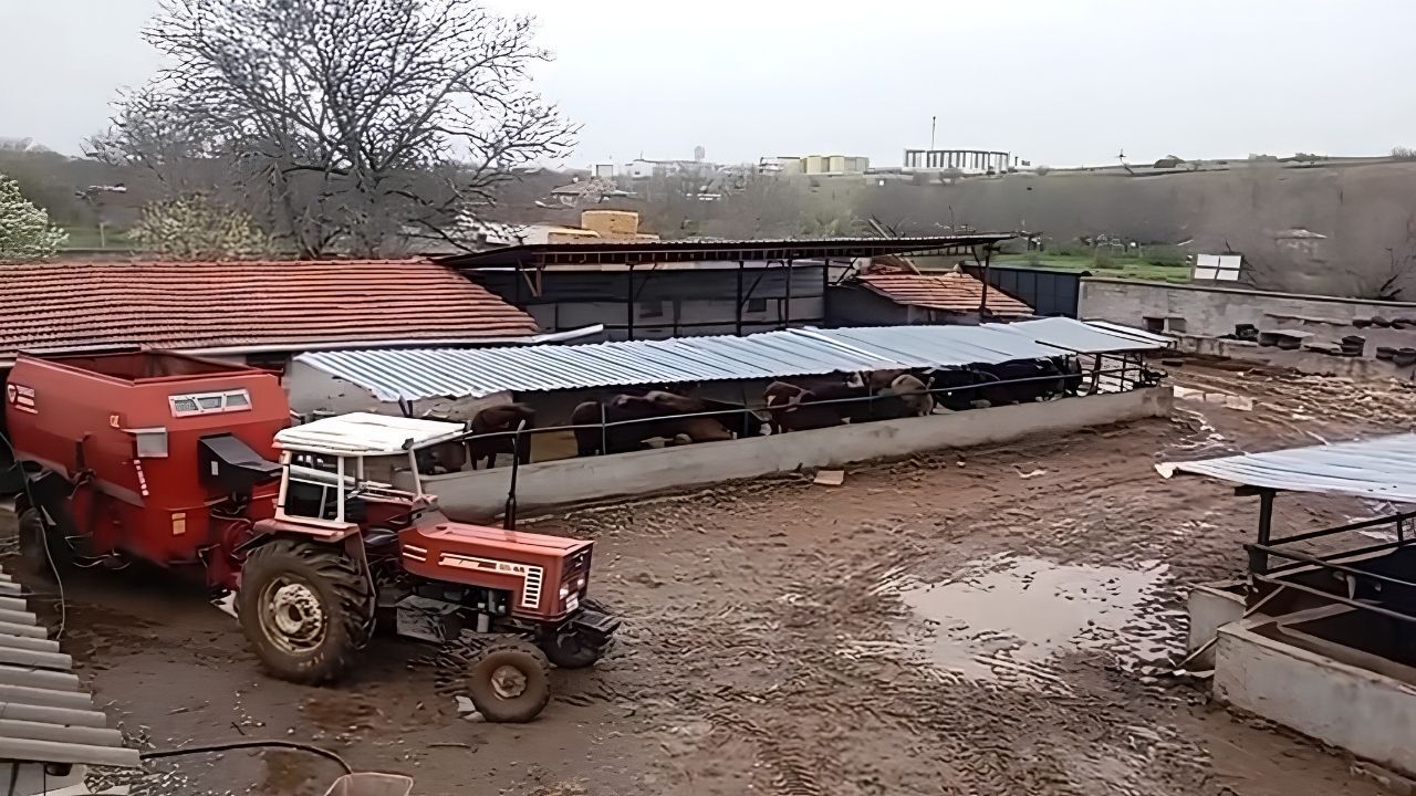 Kayıp hayvanlarını arıyordu: Gerçek ortaya çıkınca büyük şok yaşadı