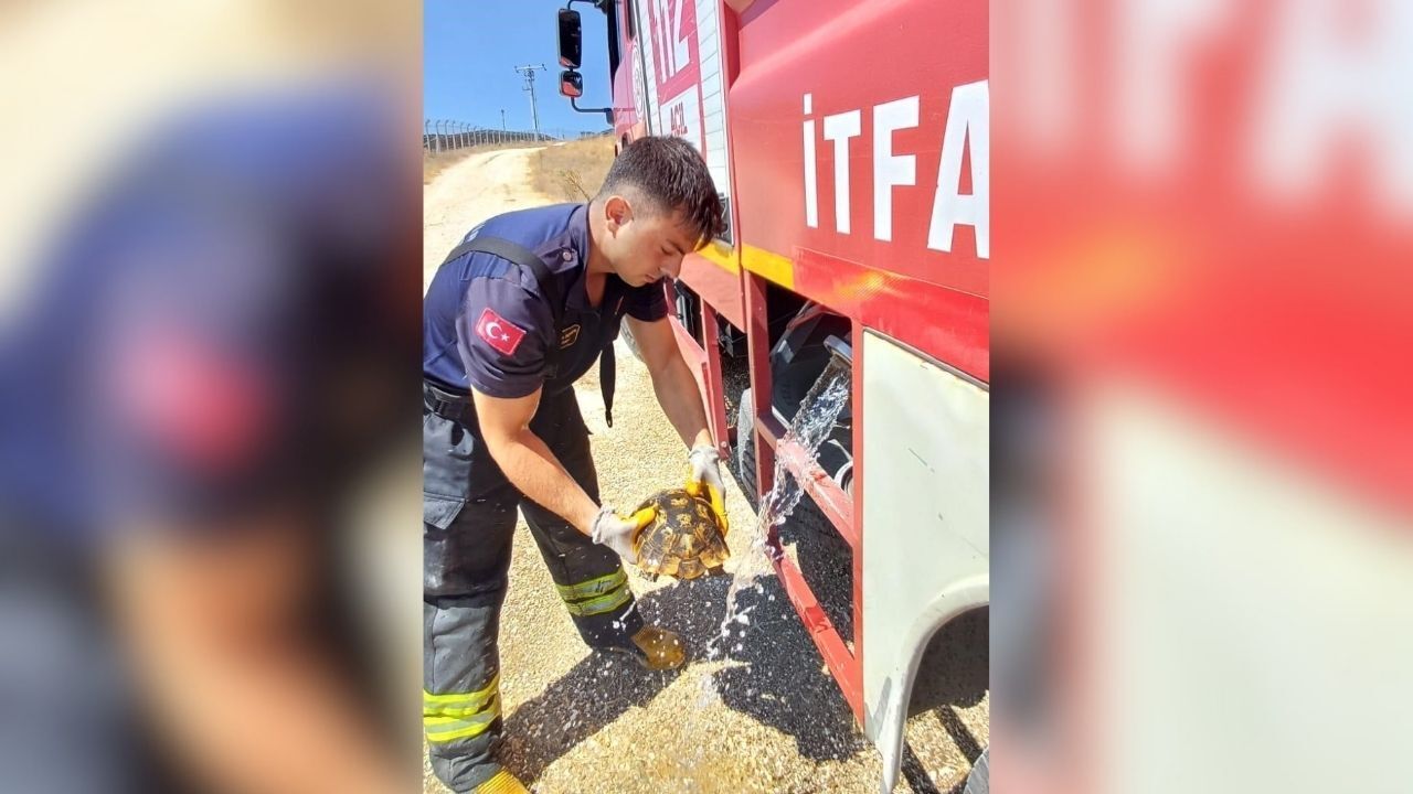 Alevlerin arasında kalan kaplumbağayı itfaiye kurtardı