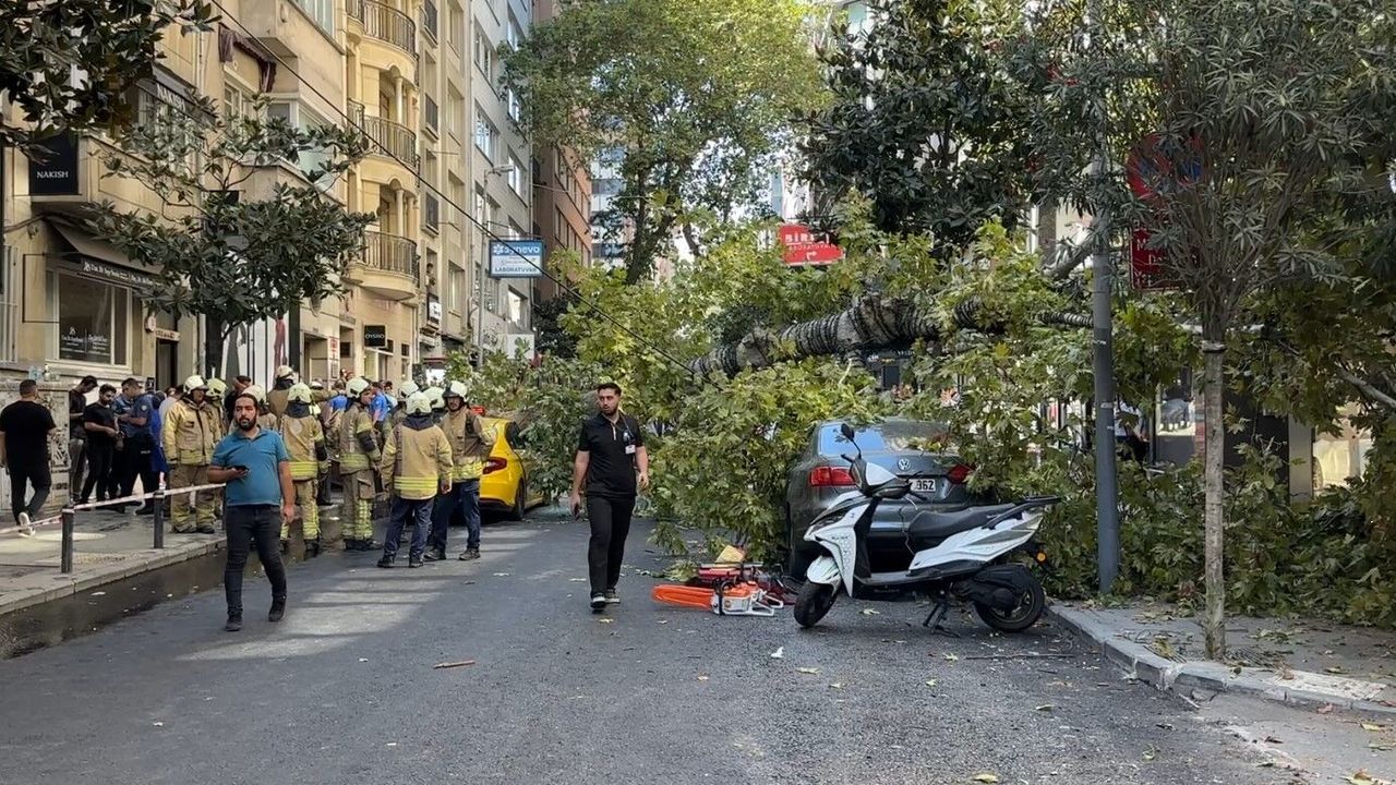 Çınar ağacı iki aracın üzerine devrildi