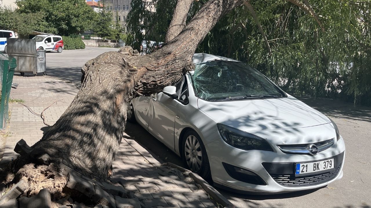Park halindeki otomobilin üzerine ağaç devrildi