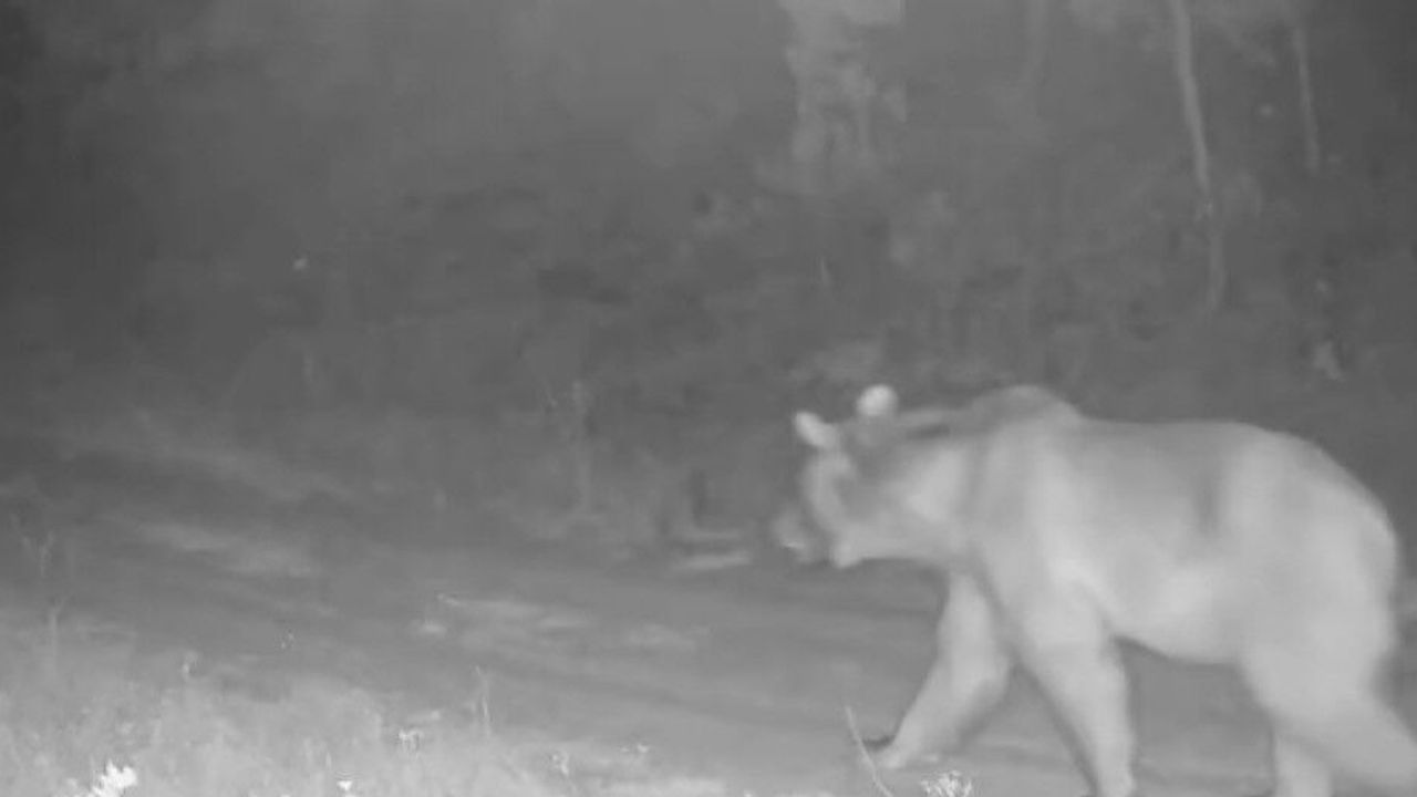 Ormanda yiyecek arayan ayı fotokapana yansıdı