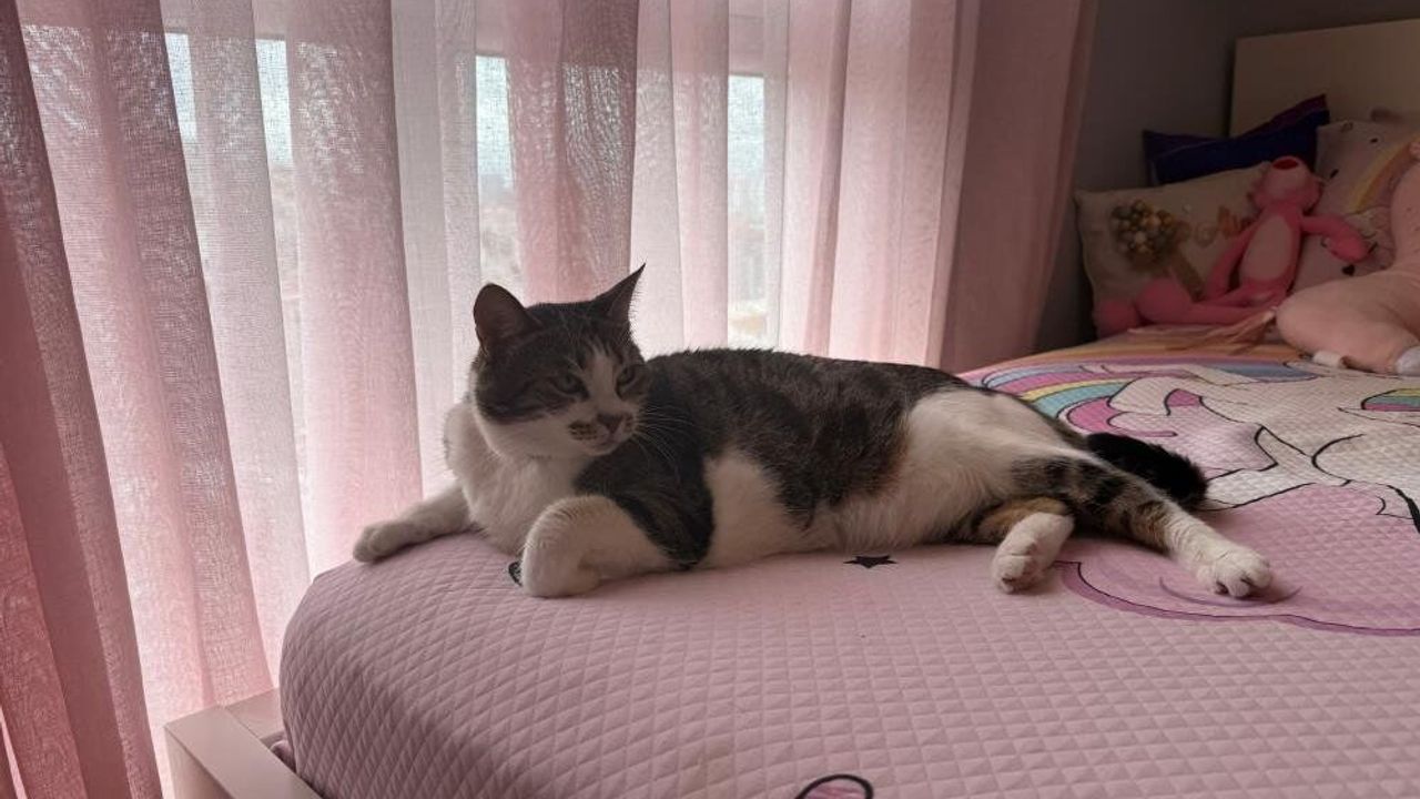 Hırsızlar neye uğradığını şaşırdı! Kedi geçit vermedi