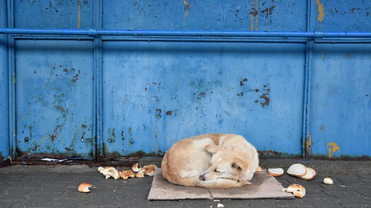 Sahibinin köpeğe uyguladığı şiddet kameraya yansıdı