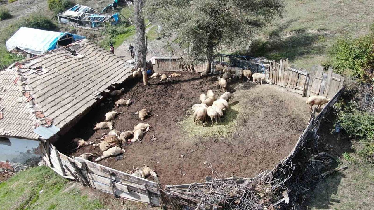 Köye kadar inen kurtlar ağıla girdi! 18 koyun telef oldu