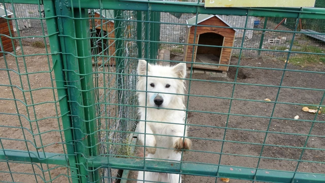 Yozgat’ta sokak hayvanları için örnek proje