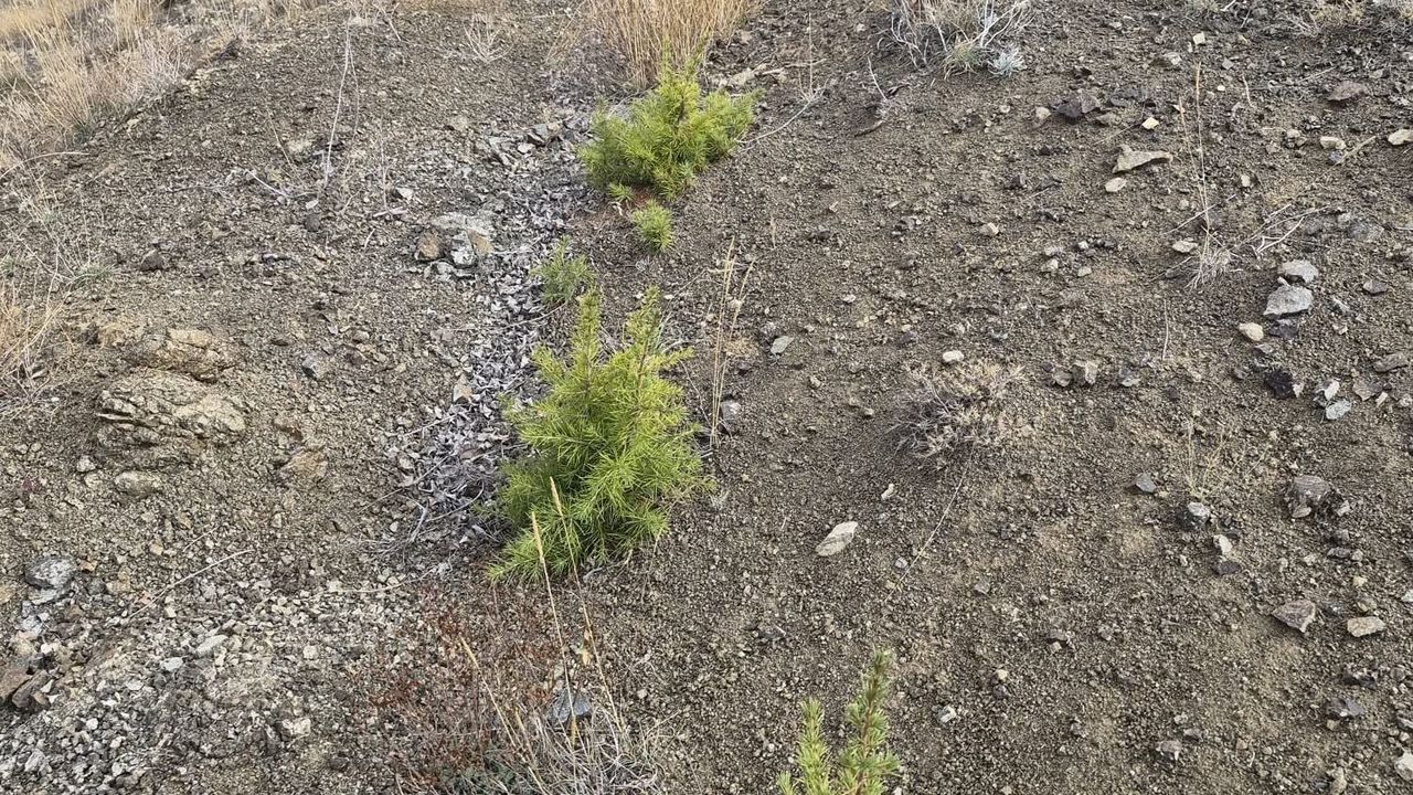 Yozgat'ta sedir ekim sahalarını inceledi