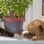 Ev bitkisi seçerken bunlara dikkat: Kedi ve köpek dostu türler