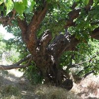 Yaşam