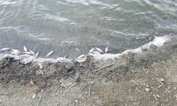 Balık ölümleri arttı
