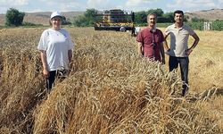 Yerli buğday hasadı yapıldı
