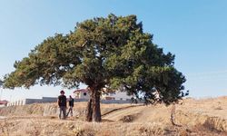 150 yıllık anıt ağacın çevresi düzenlenecek