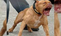 Yasaklı Irk köpek besleyen şahsa ceza