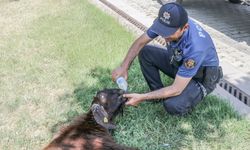 Otomobilin çarpması sonucu yaralanan kurbanlık keçiye polis su içirdi