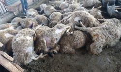 Sivas'ta ağıla giren kurt 59 koyunu telef etti