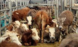 Yozgat'ta şap hastalığı nedeniyle canlı hayvan pazarları kapatıldı