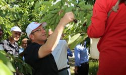 Yozgat'taki "Kabalı Meyve Bahçesi"nden kiraz ihracatı başladı