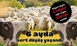6 ayda sert düşüş yaşandı! Koyun sayısı 3 milyon, sığır sayısı 330 bin azaldı!