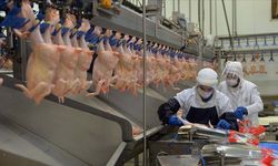 Tavuk eti üretimde azalış!