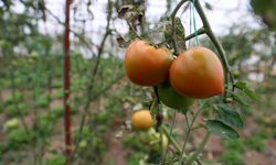 Bozkırın ortasına sera kurdu: 40 ton domates hasat etti!