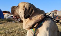 Yozgat'ın komşusundaki savaş köpeğinin tarihi şaşırtıyor
