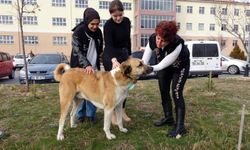 Yozgat kampüsünde hayvan dostu proje: Yollarını gözlüyorlar!