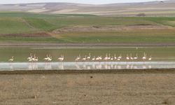 Flamingolar Yozgat’a erken geldi!