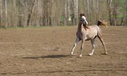 Şampiyon atlar Yozgat’ta yetişiyor!