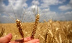 Buğday çiftçinin maliyetini artırdı