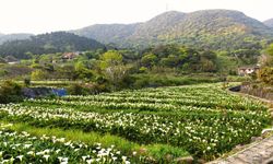 Yozgat’ın çok yakınında… Kilo fiyatı 5 bin Euro