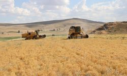 Yozgat birinciliği bırakmıyor! 170 bin dekardan 224 bin 265 dekara yükseldi