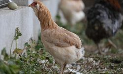 Şili kökenli yumurtaları Yozgat’a getirip üretti!