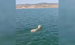 Şaka gibi olay! Yozgat'ta balıkçı ağına bu kez ‘koyun’ takıldı