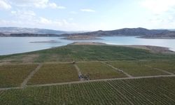 Yozgat’ta 60 çalışanla 600 ton üretim yapılıyor!