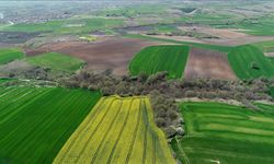 Yozgat'ta boş tarlası olana piyango vurdu!
