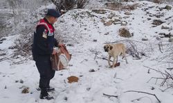 Yozgat'ta yaban hayatı unutulmadı