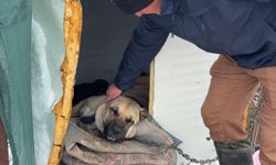 Anneleri ölen yavru kurtlara kangal köpeği annelik etti!